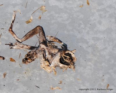 Creatures from the Duck Box Heron Pond cfDSC_0211-1