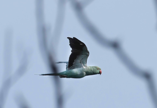 Pomerantz parrot (1)