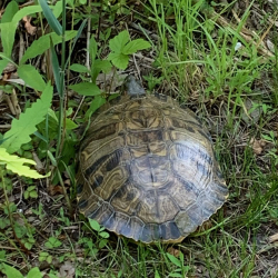  Turtle CF 061020 (1)