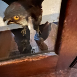 FDR mystery 2IMG_3971