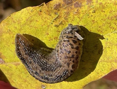 Screen Shot 2021-10-22 at 4.39.27 PM