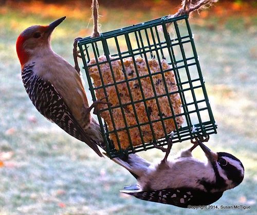 Birds
