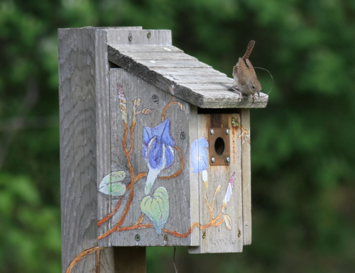 JIm Wright House Wren IMG_8978(1) (1)