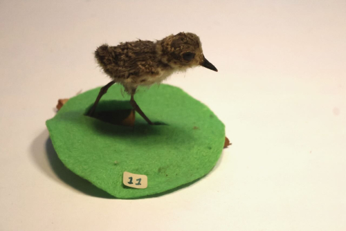 Mystery shoreird chick 842A2772