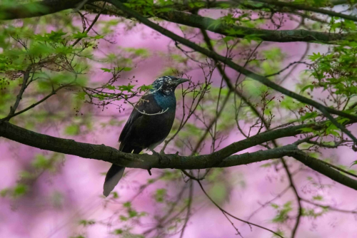 Leucistic Grackle 75K_1372