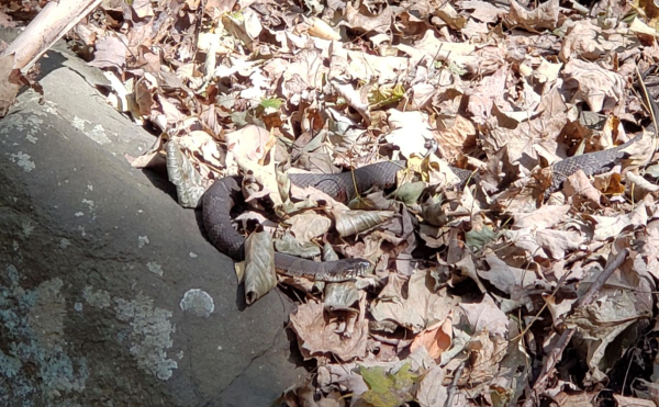 20181023_132419(1) (1)