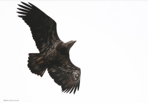 Alice Bald Eagle 021718