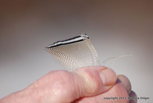 Feather Stiles Heron Pond Jan 1 2011DSC_0212