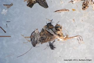 Creatures found in duck box cf