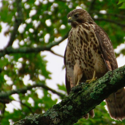 Courtney the red-shoulder