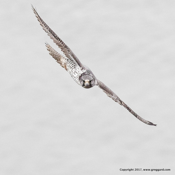 Gyrfalcon-palisades-greg-gard-3