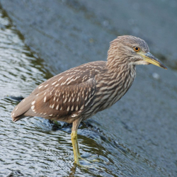 Heron  BCN Young Wald8410DSC_0389 (1)