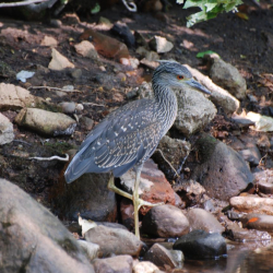 HERON YCN WALD9511DSC_0919 (1)