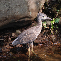 HERON  IMMATURE IS IT YCN WALD SEPT 2001DSC_0872 (1)