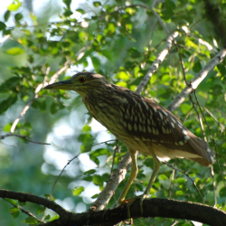 Heron BC Young WaldDSC_0747 (1)