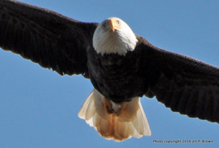 Eagle 6 2 27 2016-1_edited-1-1