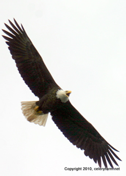 Eagle jan 28