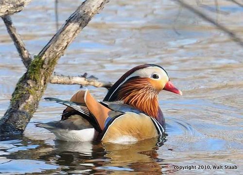 MOV_9990Mandarin Duck1-1