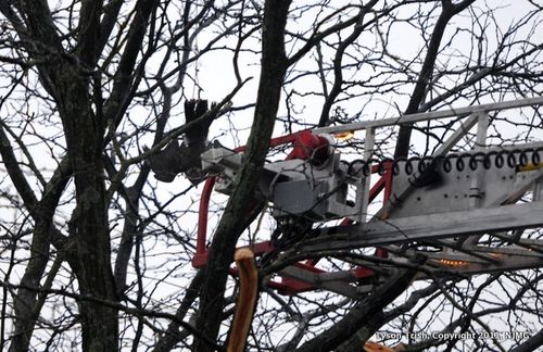 122711_ParkRidge_Bird_0005