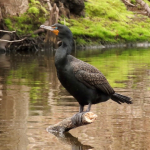 4-11-19 Double crested cormorant(1)