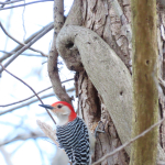 4-11-19 Red bellied woodpecker(1)