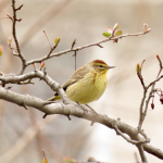 4-11-19 Palm warbler(1)