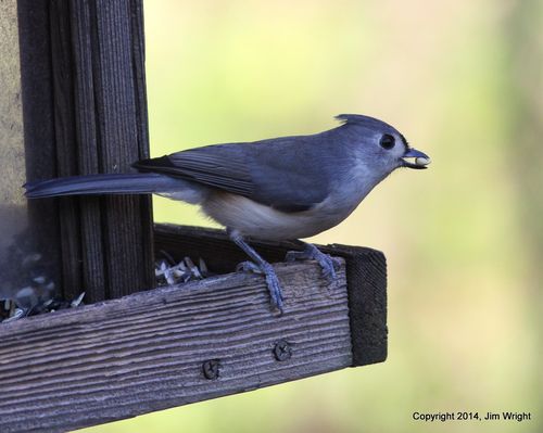 JW tufted titmouse(1)