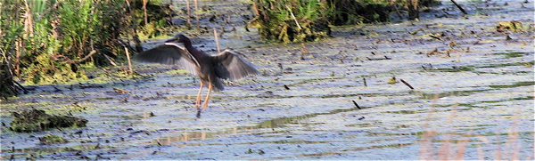 Green heron