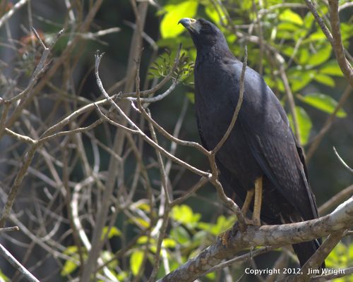 Common Black Hawk_1376