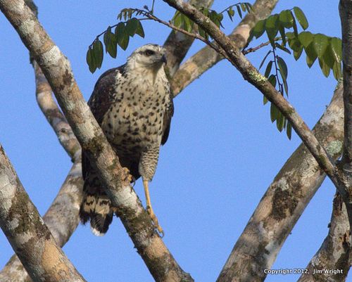 Great black hawk_1605