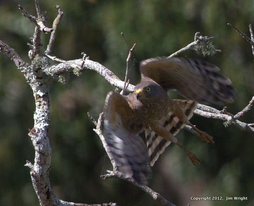 Roadside Hawk 4_0689