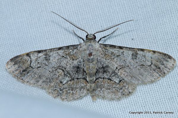 Large Purplish Gray