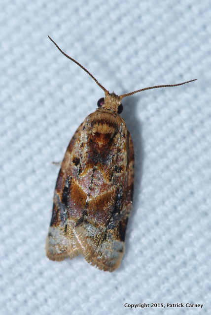 Platynota semiustana