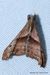 Dark-Spotted Palthis