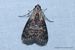 Striped Oak Webworm Moth