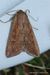 Armyworm Moth