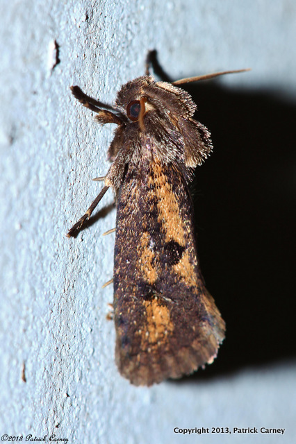 Clemens' Grass Tubeworm