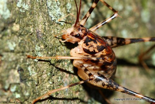 Cave Cricket