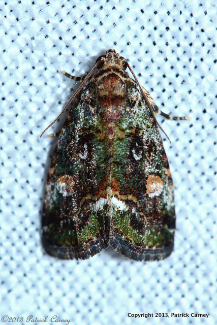 Moth Ball 2013 122(1)