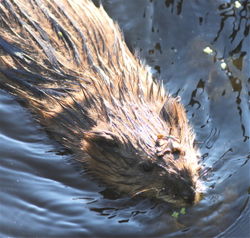 Muskrat2