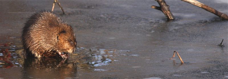 Muskrat 030709