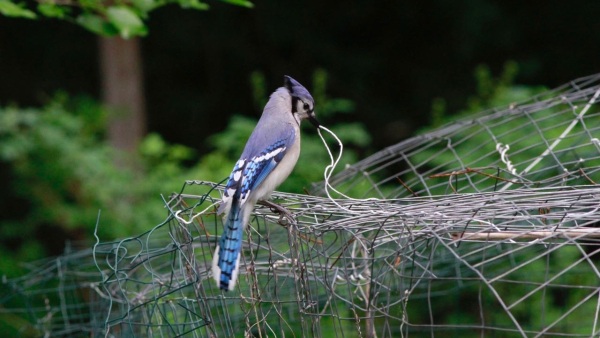 Jim WRIGHT blue jay _MG_8610 (1)