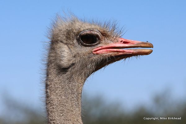 1-Ostrich nature