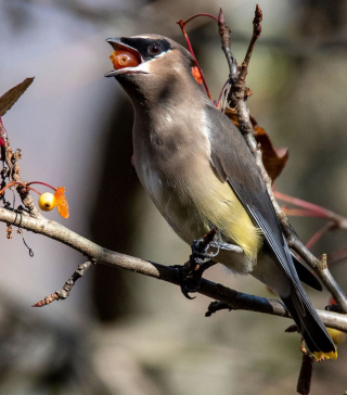 John Pastore cedar waxwing 75K_3986