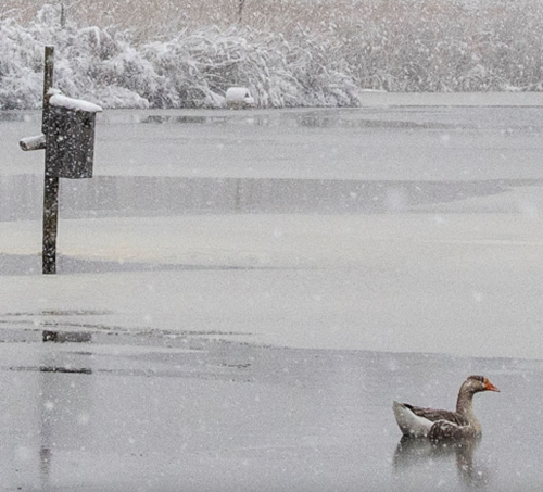 John Pastore Graylag Goose
