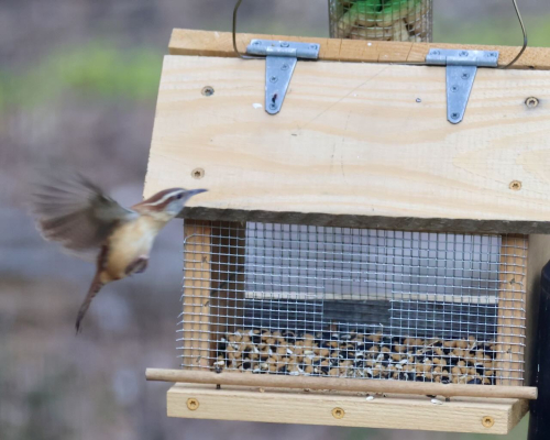 David's magic feeder 842A3485