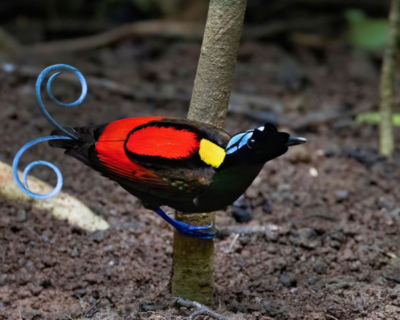 Wilsons-Bird-of-Paradise_Andrew-Spencer_ML524939671 (4)
