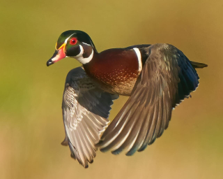 Jerry Barrack CF Wood Duck