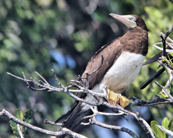 Brown Booby Kevin Watson Belize 20100208 522 (1)