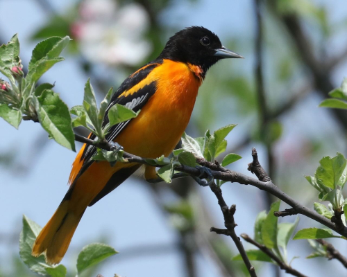 Shields Baltimore Oriole (1)